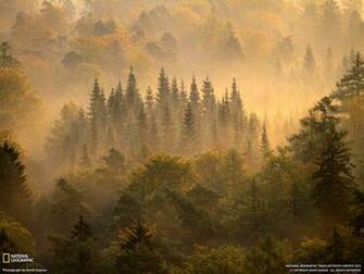 Forest Germany Breathtaking National Geographic Nature Wallpaper HD