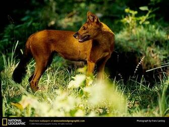 Desert Wild Animal Best National Geographic