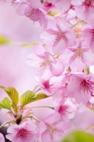 Cherry Blossoms Season Blooms Blossom