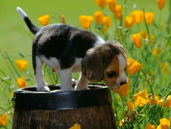 Bleus De Gascogne Puppy Desktop Wallpaper