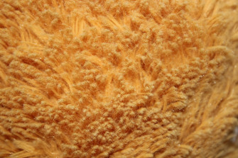 Top Animal Fur Wallpaper Full HD 4k To Use