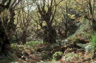 Woodland Wallpaper Top HD NicewallpaperHD