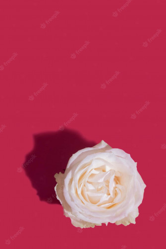 Cute Rose Wallpaper