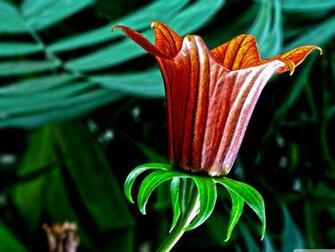 Botanical Garden Flower 4k HD Desktop Wallpaper For Ultra