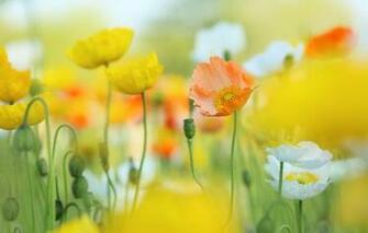Screensavers Flowers Cell Phone Wallpaper