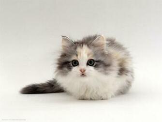 Chinchilla Cross Kitten Cat HD Widescreen