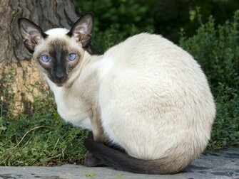 Siamese Cat Wallpaper Pictures