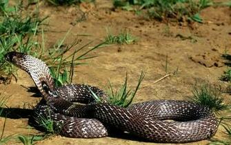 Indian Cobra Wallpaper