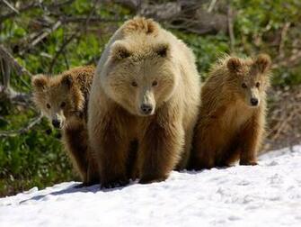Bear Wallpaper Bears