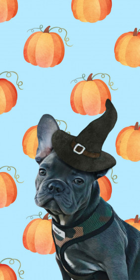 Adorable French Bulldog Puppy Snuggling Up For A Nap Wallpaper