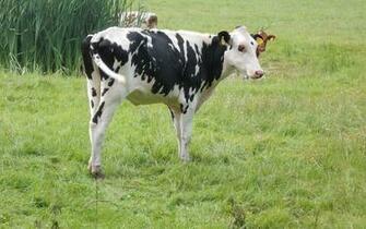 Friesian Cow In The Meadow HD Cows Wallpaper Background Pictures