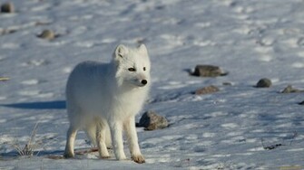 Animal Arctic Fox Wallpaper