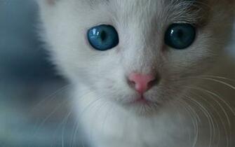 Cat Blue Eyed Bushy Stock Photos Image HD Wallpaper