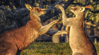 Do Kangaroos Really Box Howstuffworks