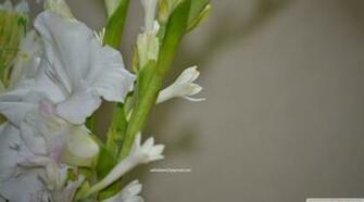 Tuberose HD Wallpaper Turret