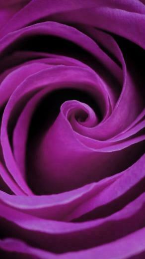 Purple Rose Wallpaper iPhone