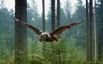 Flying Owl Wallpaper Animal