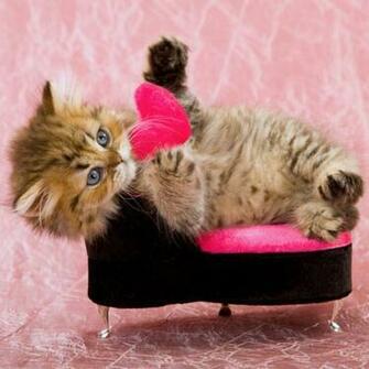 Valentine S Day Cards From The Cat Popsugar Pets