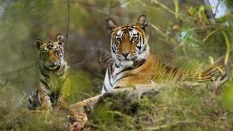 Bandhavgarh National Park Res
