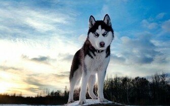 Siberian Husky Wallpaper Widescreen