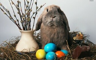Categories Funny Animals Compilations
