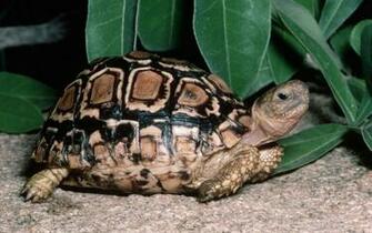 Tortoise Wallpaper HD Background Baltana