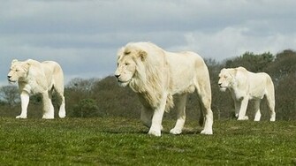 Beautiful White Lion Wallpaper
