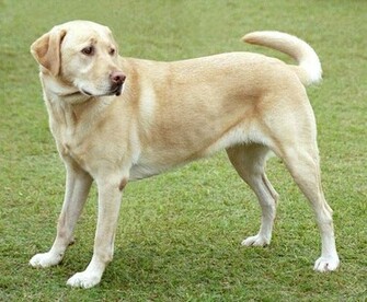 Labrador Retriever Wallpaper