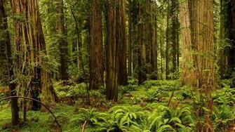 Usa California Redwood National And State Parks Forest Trees