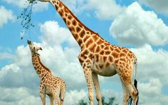 Animal World Wallpaper Of Animals Windows Desktop Image Dom