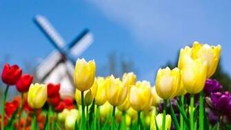 Tulips Wallpaper HD