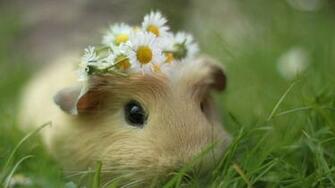 Guinea Pig Wallpaper
