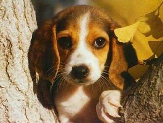Beagle Wallpaper At 4shared Is Hosted