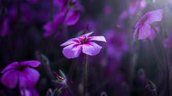 Purple Flower Desktop Wallpaper