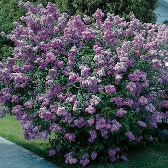 After Nixing The Nitrogen My Lilac Tree Is Finally Blooming