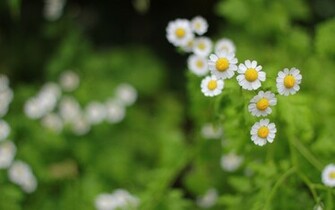 Floral Flowers Wallpaper HD