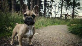 Dog Animals French Bulldog Wallpaper HD Desktop And
