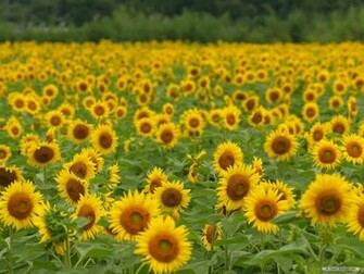 Sunflower Desktop Wallpaper Weddingdressin