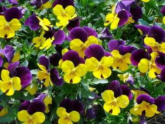 Pansy Flowers Wallpaper Top Desktop