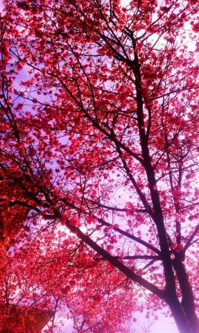 Spring Showing It S Colors To Uncg Students Imagens