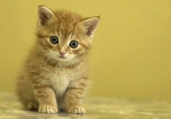 She Is Very Cute Wallpaper HD