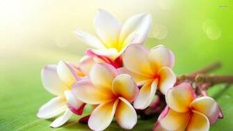 Plumeria Wallpaper