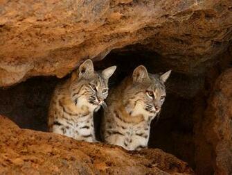 Hq Bobcats Tucson Arizona Wallpaper