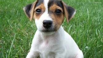 Jack Russell Terrier Wallpaper