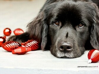Newfoundland And Christmas Bulbs Dogs Wallpaper