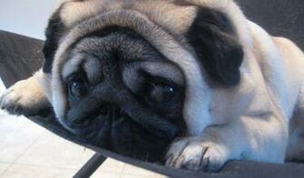 Pug Puppy Wallpaper HD
