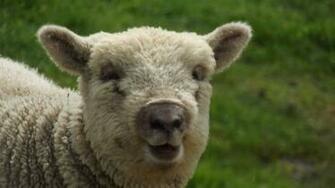 SoutHDown Sheep Desktop Background Hivewallpaper
