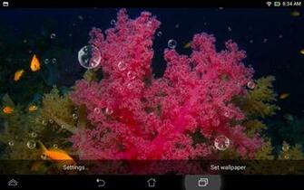Related Pictures Wallpaper Miss Reef