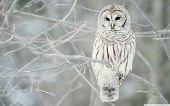 Welcome To Animal Cognizance Animals Living Through Winter