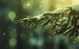 Pine Tree Green Nature Beautiful Snow Winter Wallpaper